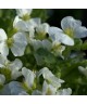 Arabis SPRING SNOW