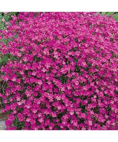 Aubrieta ROYAL RED