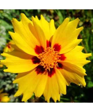 Krásnoočko (Coreopsis) SUNFIRE