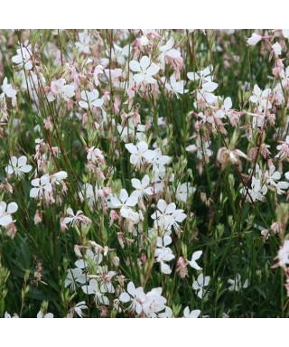 Svíčkovec (Gaura) SPARKLE WHITE