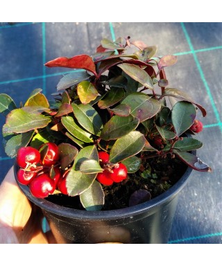 Gaultheria WINTER PEARLS BIG BERRY