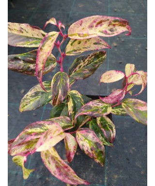 Leucothoe FONTANESIANA RAINBOW