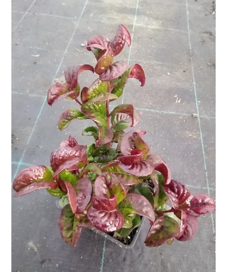 Leucothoe AXILLARIS CURLY RED