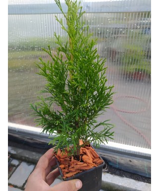 Thuja occidentalis SMARAGD