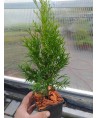 Thuja occidentalis SMARAGD